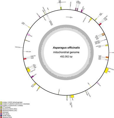 The garden asparagus (Asparagus officinalis L.) mitochondrial genome revealed rich sequence variation throughout whole sequencing data